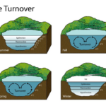 osceola water - west lake taste turn over
