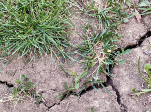 Osceola water main breaks